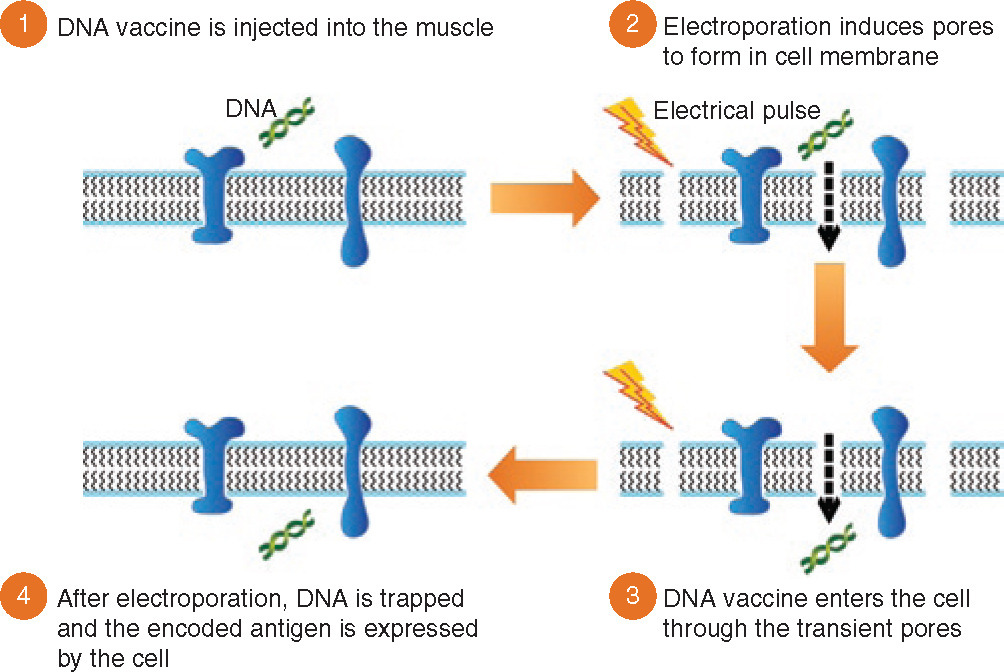 electroporation.jpg electroporation.jpg
