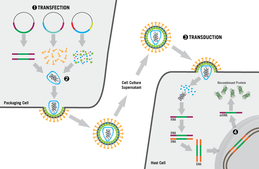 lentivirus-production-mirus-bio-recombinant.png