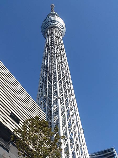 sky tree (2)