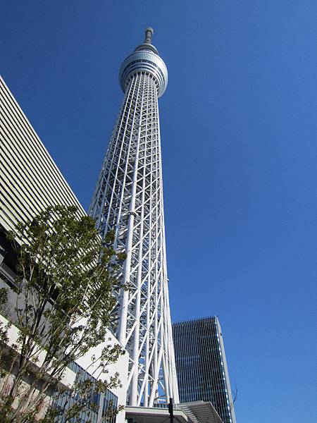 sky tree (9)