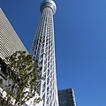 sky tree (9)