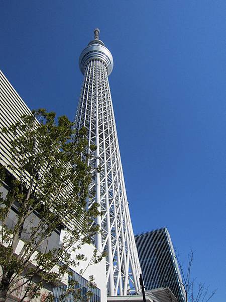 sky tree (14)