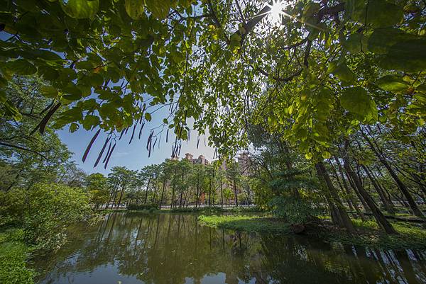 福倫達voigtlander vm 10mm f5.6大東濕地公園陽光記實