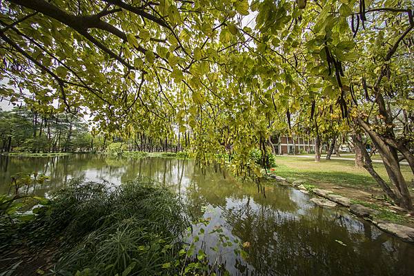 福倫達voigtlander vm 10mm f5.6大東濕地公園陽光記實