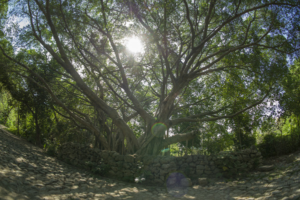 高雄洲仔濕地公園銘匠光學TTArtisan 11mm f2.8睛天記錄