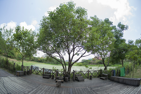 高雄洲仔濕地公園銘匠光學TTArtisan 11mm f2.8睛天記錄