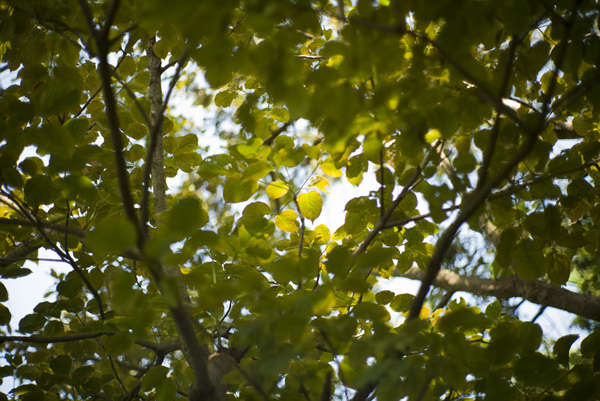 高雄洲仔濕地公園銘匠光學TTArtisan 11mm f2.8睛天記錄