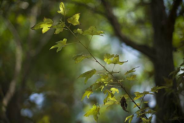 銘匠光學 TTArtisan 75mm f1.25 開箱測試文照片