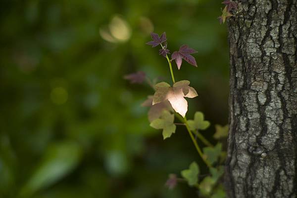 銘匠光學 TTArtisan 75mm f1.25 開箱測試文照片