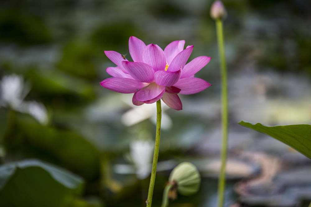 Canon EF 200mm f2L IS USM大炮操控回憶錄