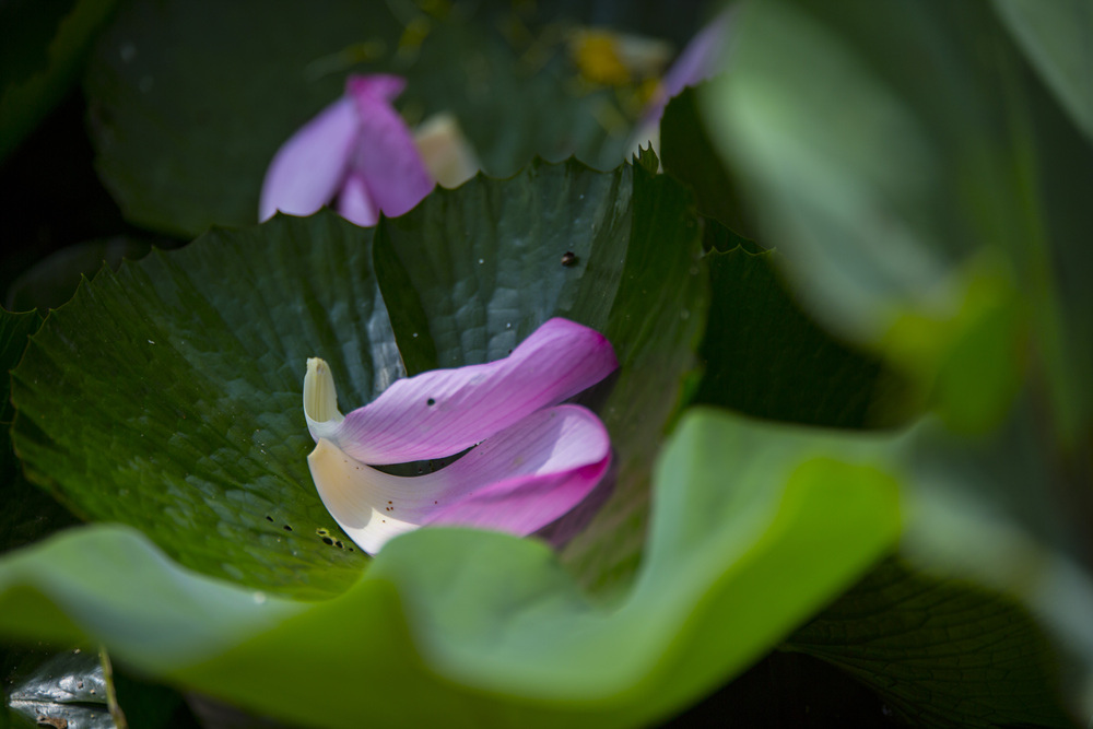 Canon EF 200mm f2L IS USM大炮操控回憶錄