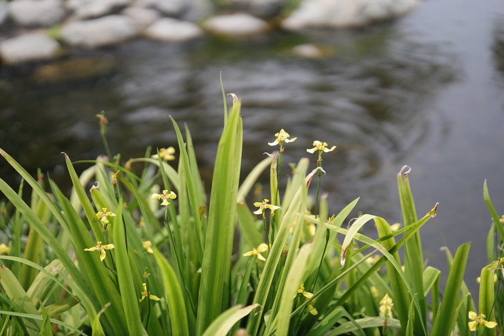 Canon RF 50mm f/1.2L USM優缺點經驗分享