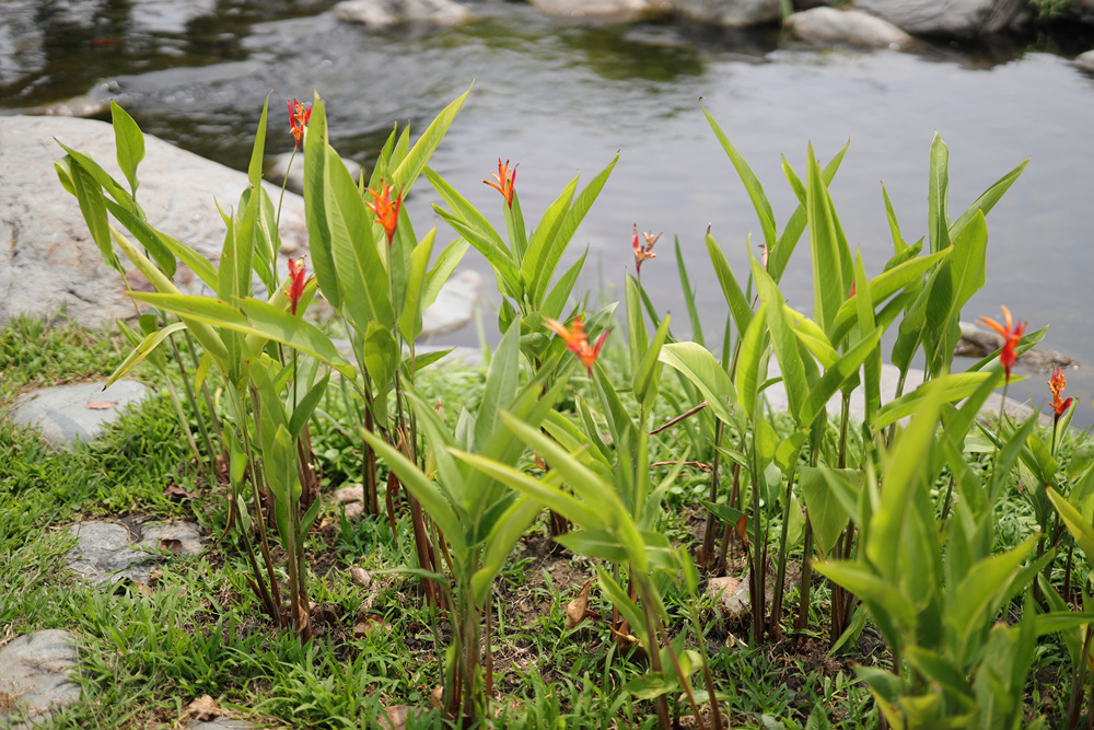 Canon RF 50mm f/1.2L USM優缺點經驗分享