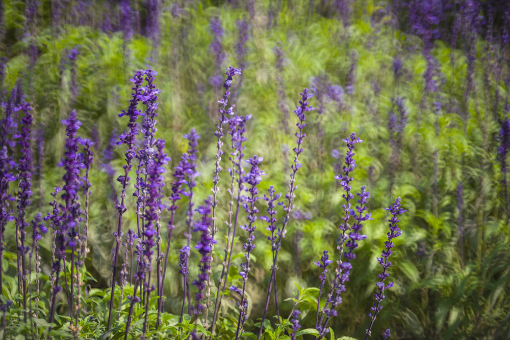 Minolta RF Rokkor 250mm F5.6轉接Leica M240測試