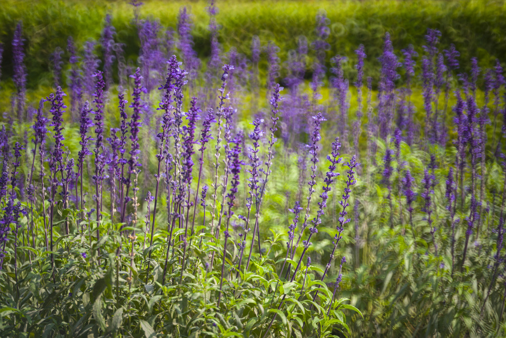 Minolta RF Rokkor 250mm F5.6轉接Leica M240測試