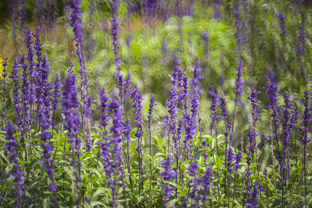 Minolta RF Rokkor 250mm F5.6轉接Leica M240測試