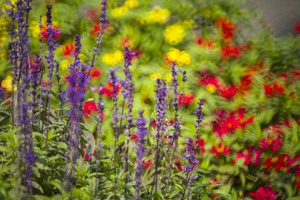 Minolta RF Rokkor 250mm F5.6轉接Leica M240測試