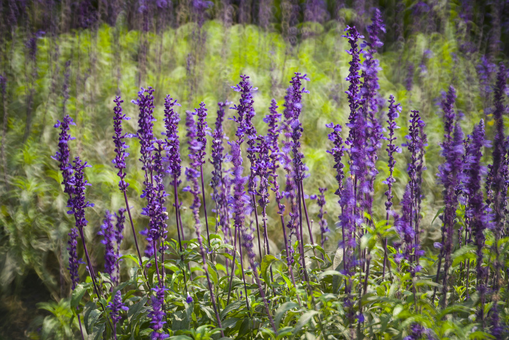 Minolta RF Rokkor 250mm F5.6轉接Leica M240測試