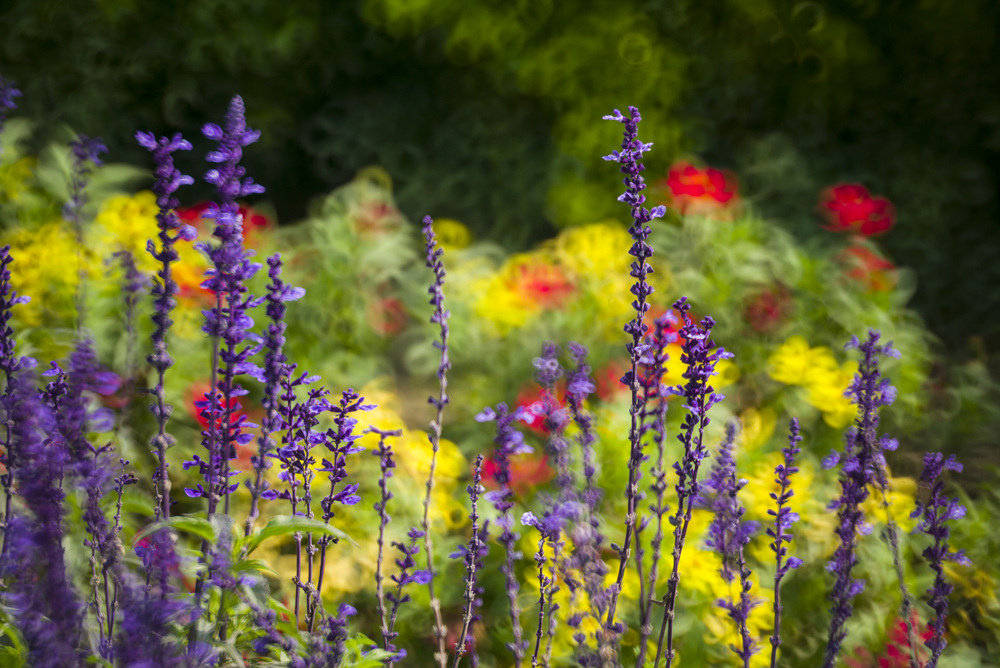 Minolta RF Rokkor 250mm F5.6轉接Leica M240測試