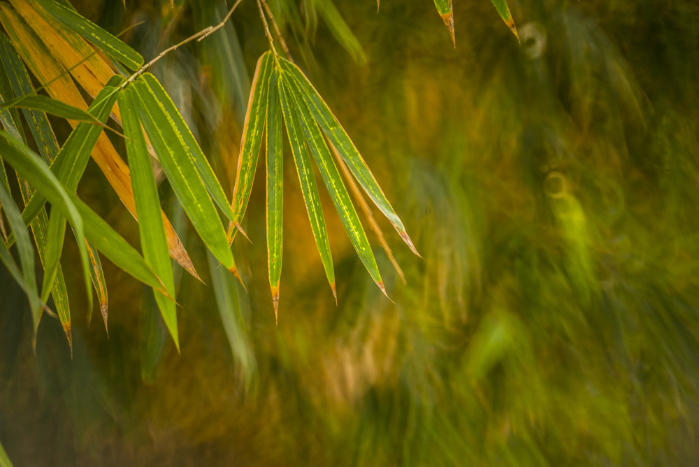 Minolta RF Rokkor 250mm F5.6轉接Leica M240測試