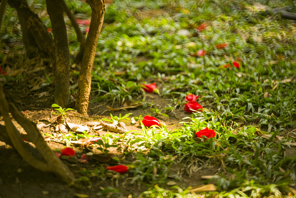 Minolta RF Rokkor 250mm F5.6轉接Leica M240測試