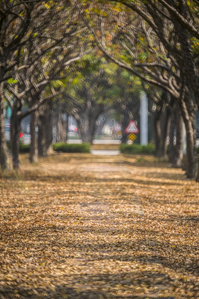 Minolta RF Rokkor 250mm F5.6轉接Leica M240測試