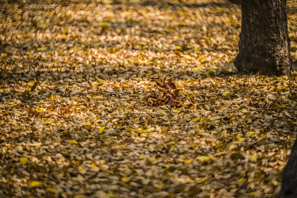 Minolta RF Rokkor 250mm F5.6轉接Leica M240測試