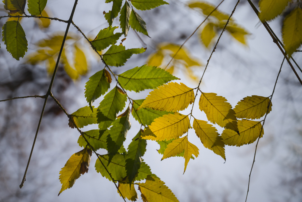 Minolta RF Rokkor 250mm F5.6轉接Leica M240測試