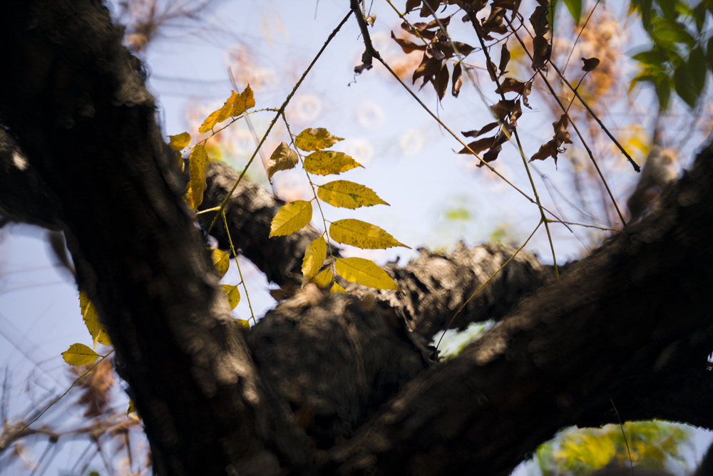 Minolta RF Rokkor 250mm F5.6轉接Leica M240測試