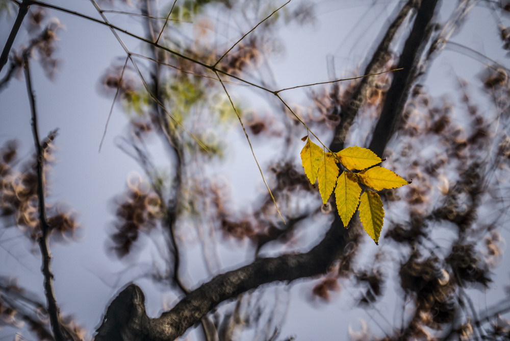 Minolta RF Rokkor 250mm F5.6轉接Leica M240測試