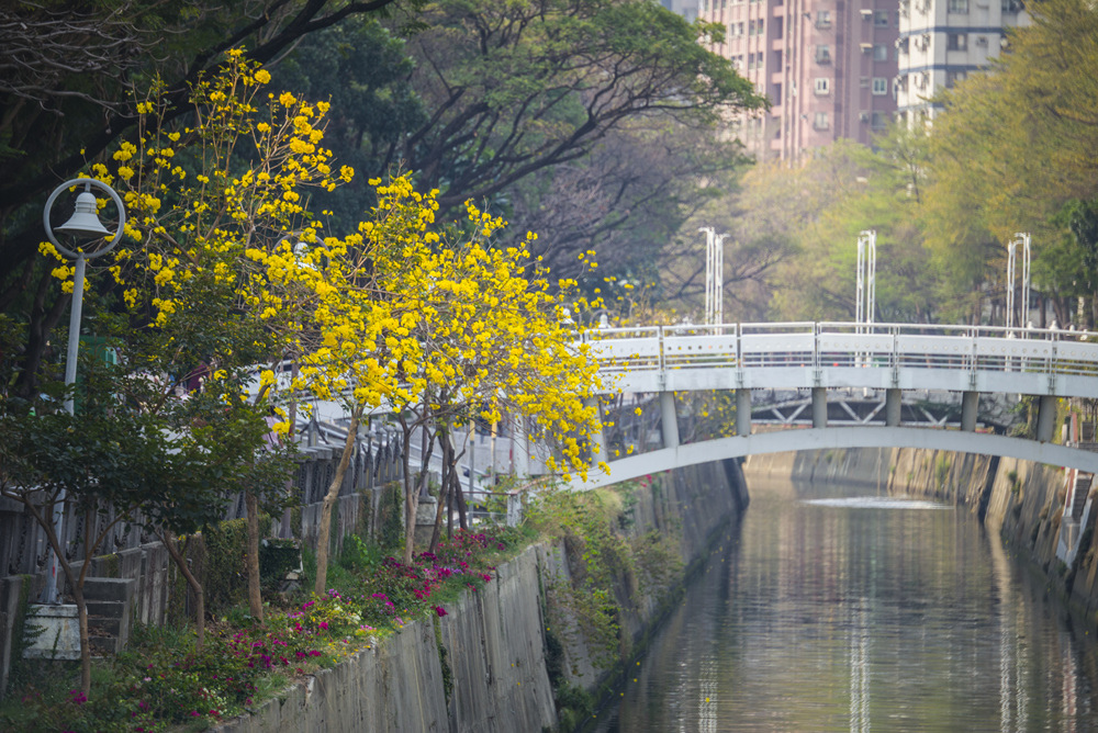 高雄河堤社區公園黃金風鈴木