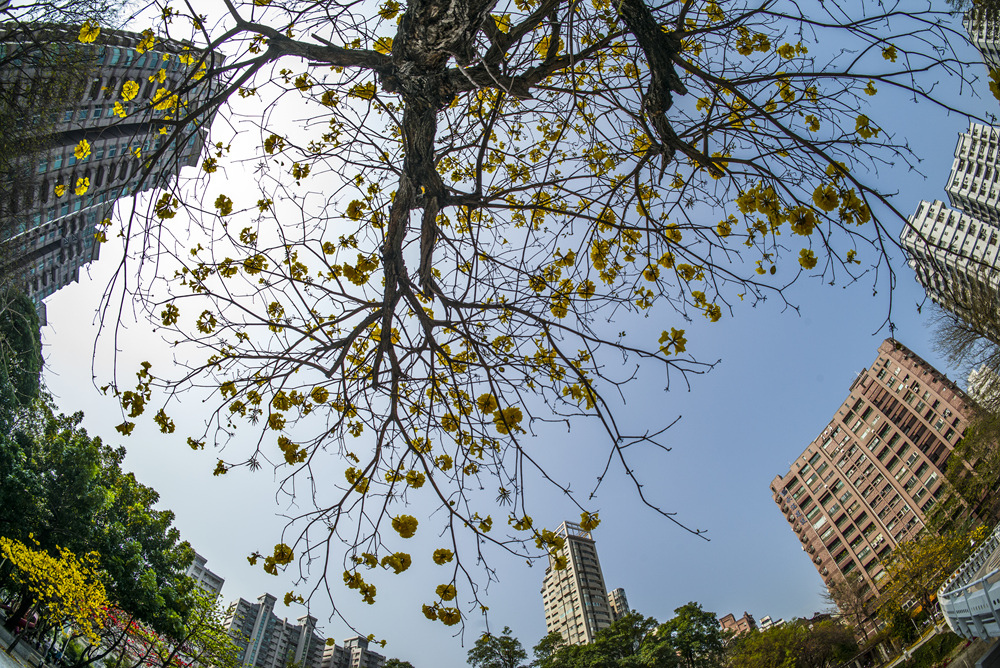 高雄河堤社區公園黃金風鈴木