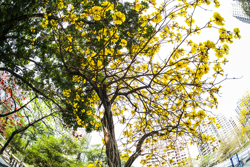 高雄河堤社區公園黃金風鈴木