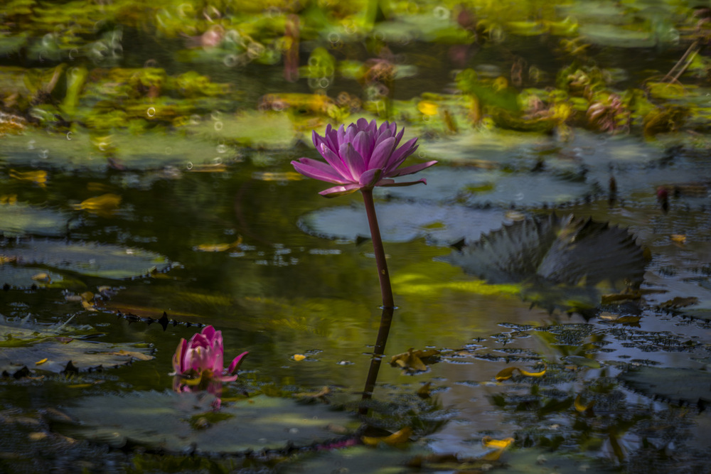 高雄衛武營都會公園蓮花池Minolta RF Rokkor 250mm F5.6晨間記錄