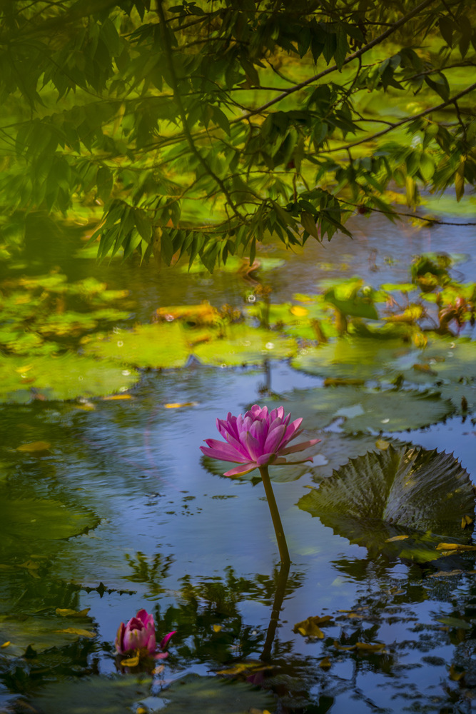 高雄衛武營都會公園蓮花池Minolta RF Rokkor 250mm F5.6晨間記錄