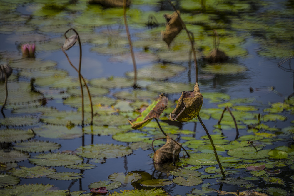 高雄衛武營都會公園蓮花池Minolta RF Rokkor 250mm F5.6晨間記錄