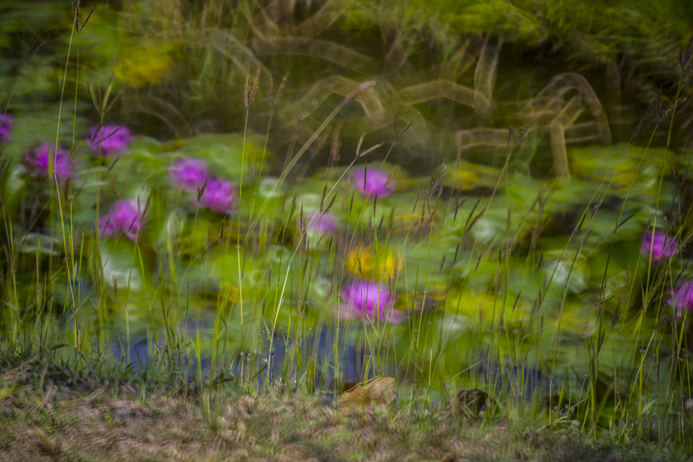 高雄衛武營都會公園蓮花池Minolta RF Rokkor 250mm F5.6晨間記錄