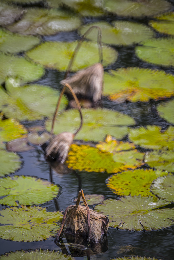 高雄衛武營都會公園蓮花池Minolta RF Rokkor 250mm F5.6晨間記錄