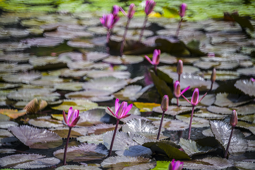 高雄衛武營都會公園蓮花池Minolta RF Rokkor 250mm F5.6晨間記錄