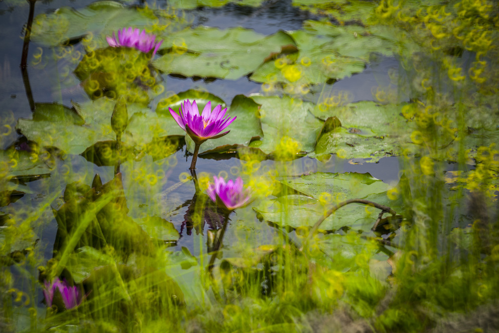 高雄衛武營都會公園蓮花池Minolta RF Rokkor 250mm F5.6晨間記錄