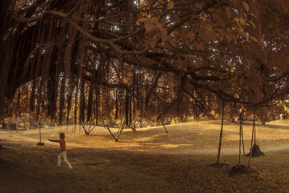高雄衛武營森林公園紅外線攝影記錄