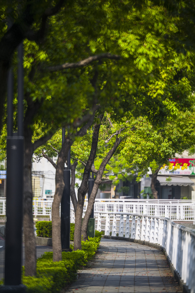 高雄幸福川沿岸九重葛、炮仗花、馬纓丹、洋紅風鈴木晨間記錄