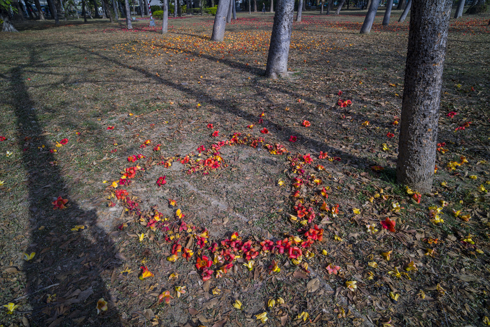 高雄衛武營都會公園木棉花