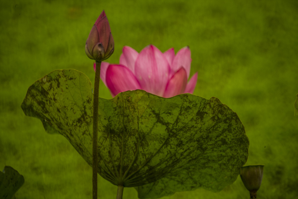 Tamron SP 500mm f8 55BB 反射式鏡頭測試評論