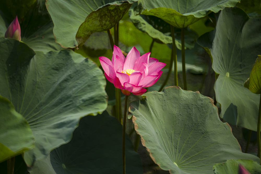 高雄蓮池潭荷花池