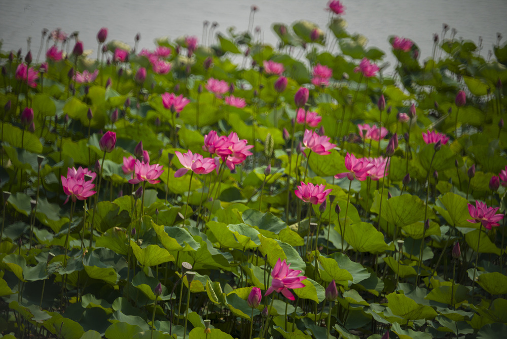 高雄蓮池潭荷花池