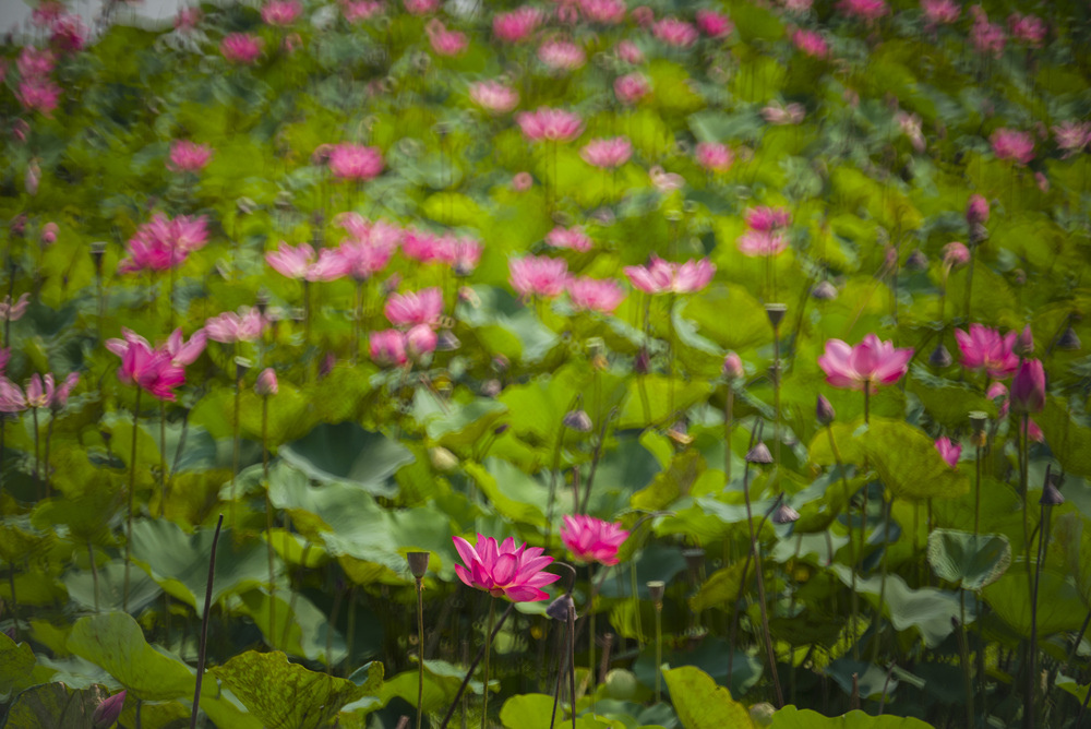 高雄蓮池潭荷花池