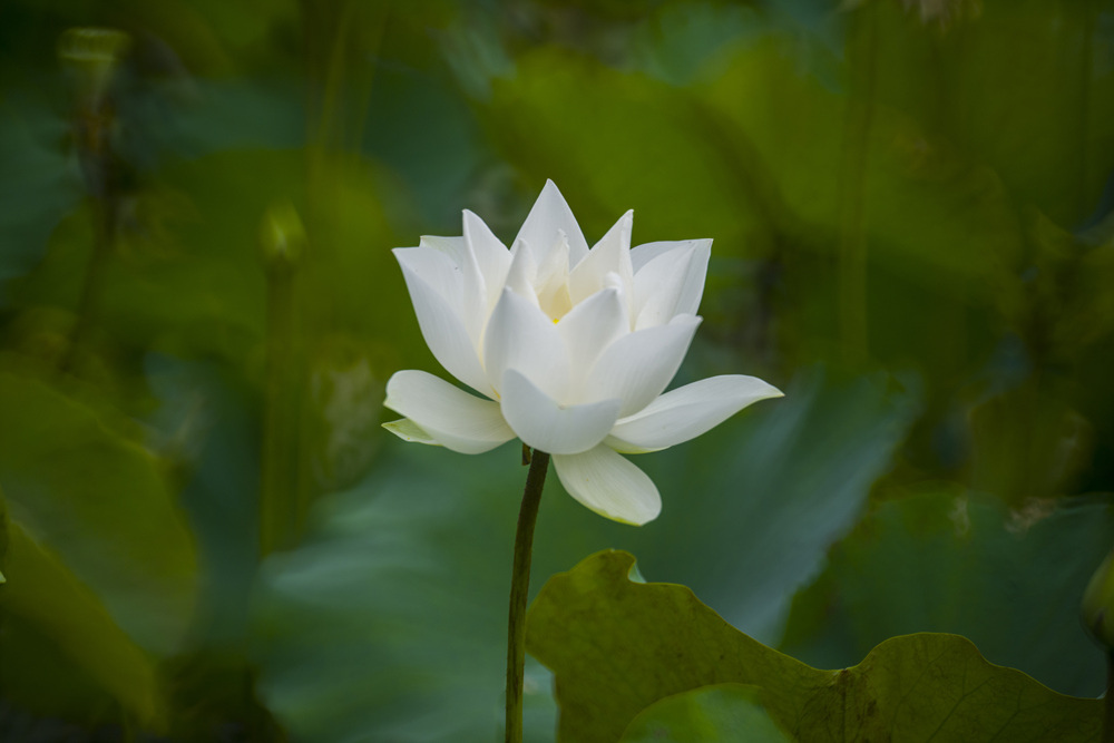 高雄橋頭臺糖花卉中心荷花池