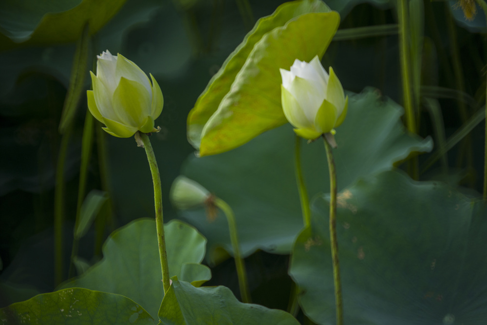 高雄保安濕地公園荷花池塘晨光記實