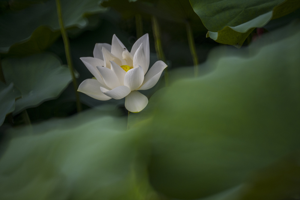 高雄保安濕地公園荷花池塘晨光記實